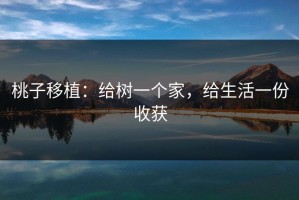 桃子移植：给树一个家，给生活一份收获